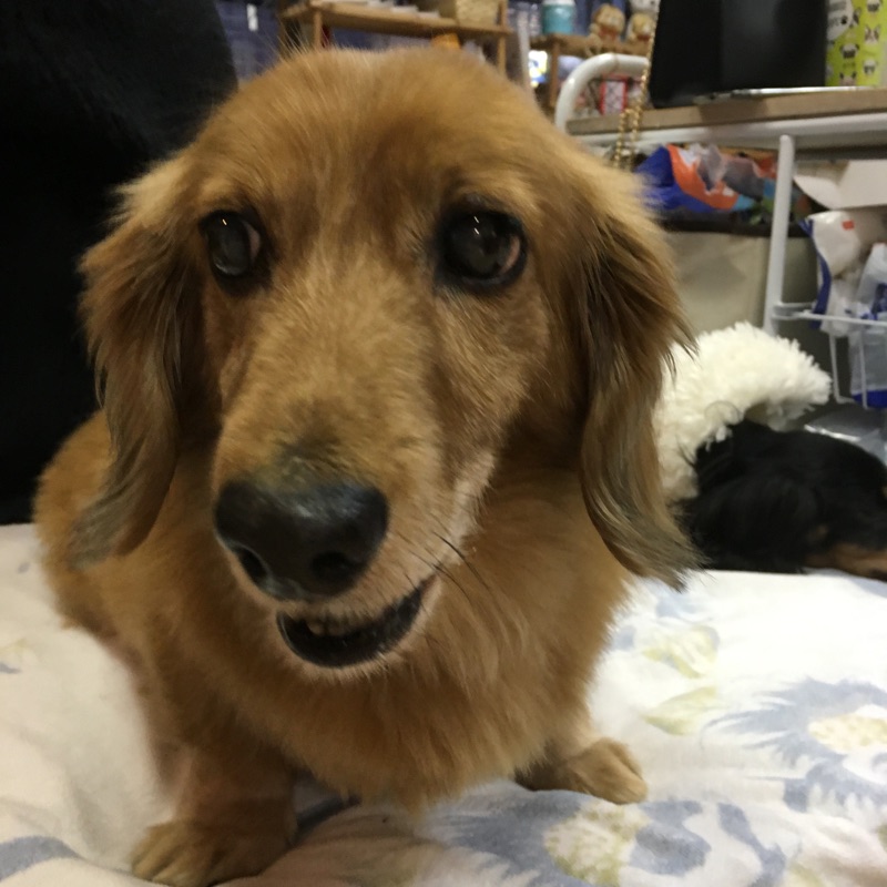 【今日の里帰りワンコ🐶Mダックスのダグ💕トイプードルのめばえ→パピ💕トイプードルのトトロ💕】No,2